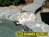 Free Siberian Husky Puppies lizy_bright