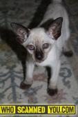 Scam - Siamese Kitten w/ Blind Left Eye
