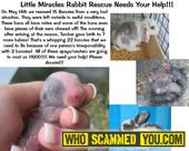Scam - FRAUD DONATION! SCAMS! Little Miracles Rabbit Rescue