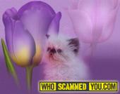 Scam - How Melanie Lowry of Catinallity Cattery Ripped off Meow House Kittens Cattery