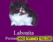 Susan Deleon of Labonita Cattery used FIP foundational breeding stock from Melanie Lowry AKA