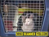 Scam - Susan B Kohler CFA Oriental Cat Breeder